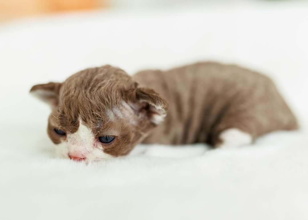 Chocolate male from a previous litter.