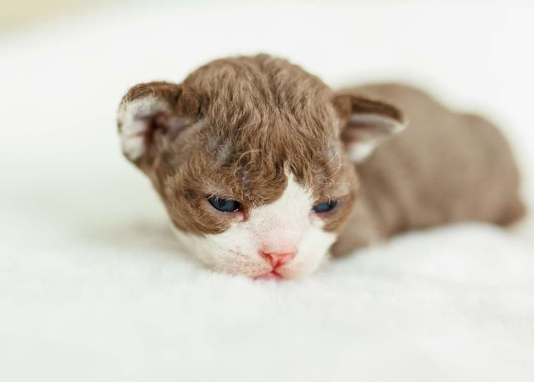 Chocolate male from a previous litter.