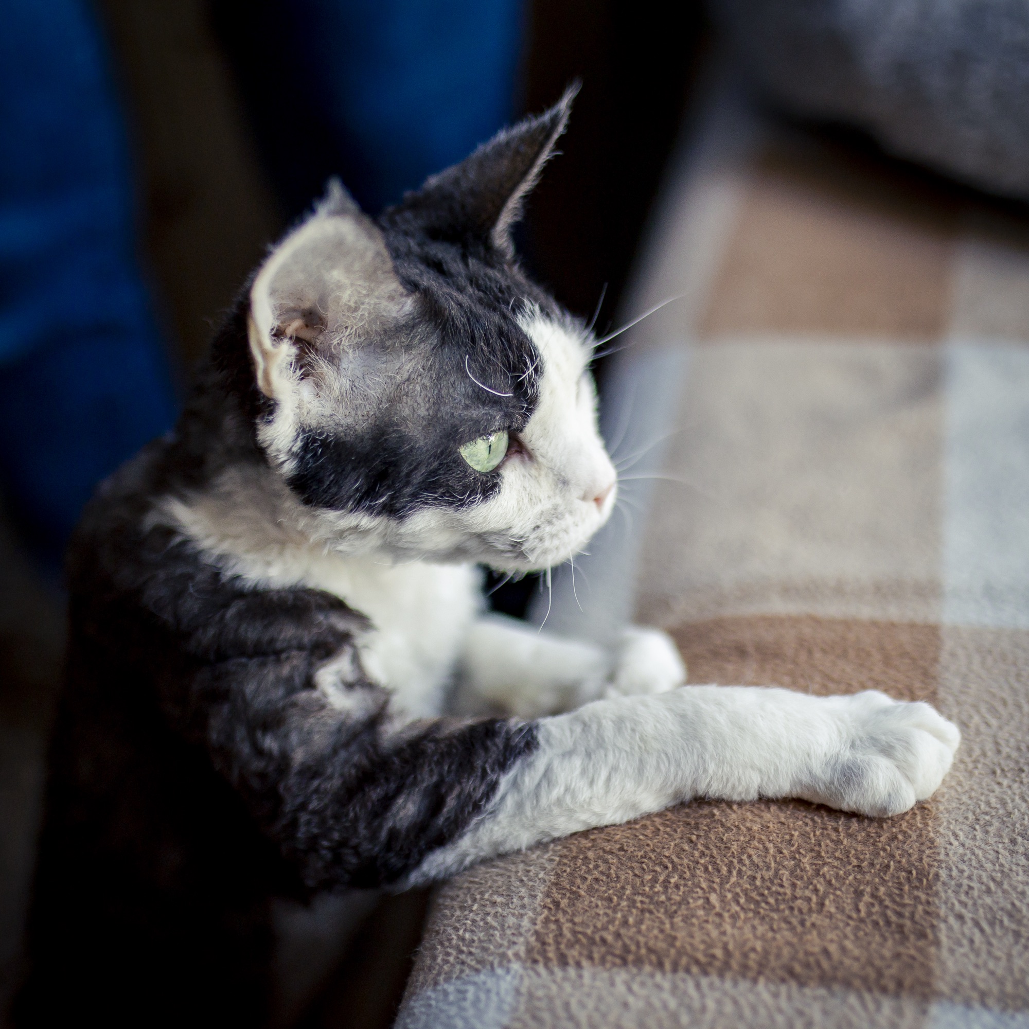 Grandpa Mars. Rhett's sire.