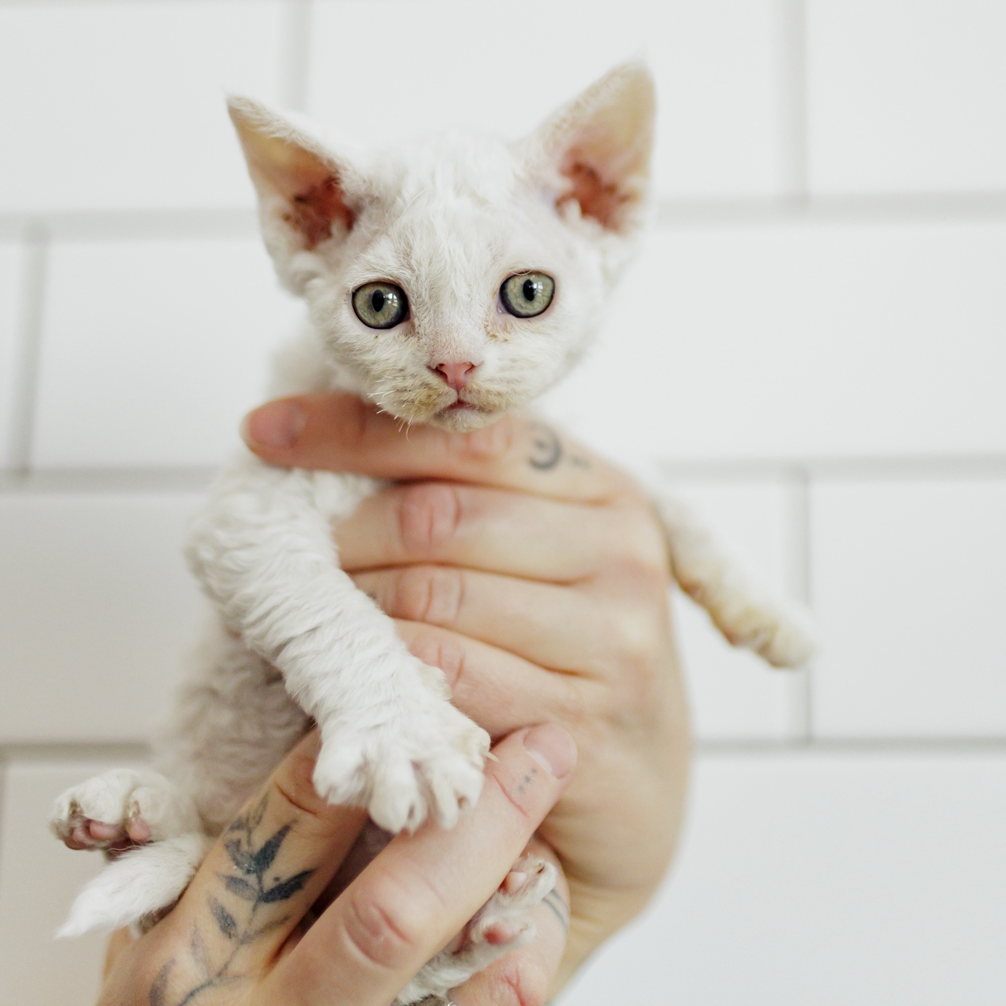 White female from a previous litter