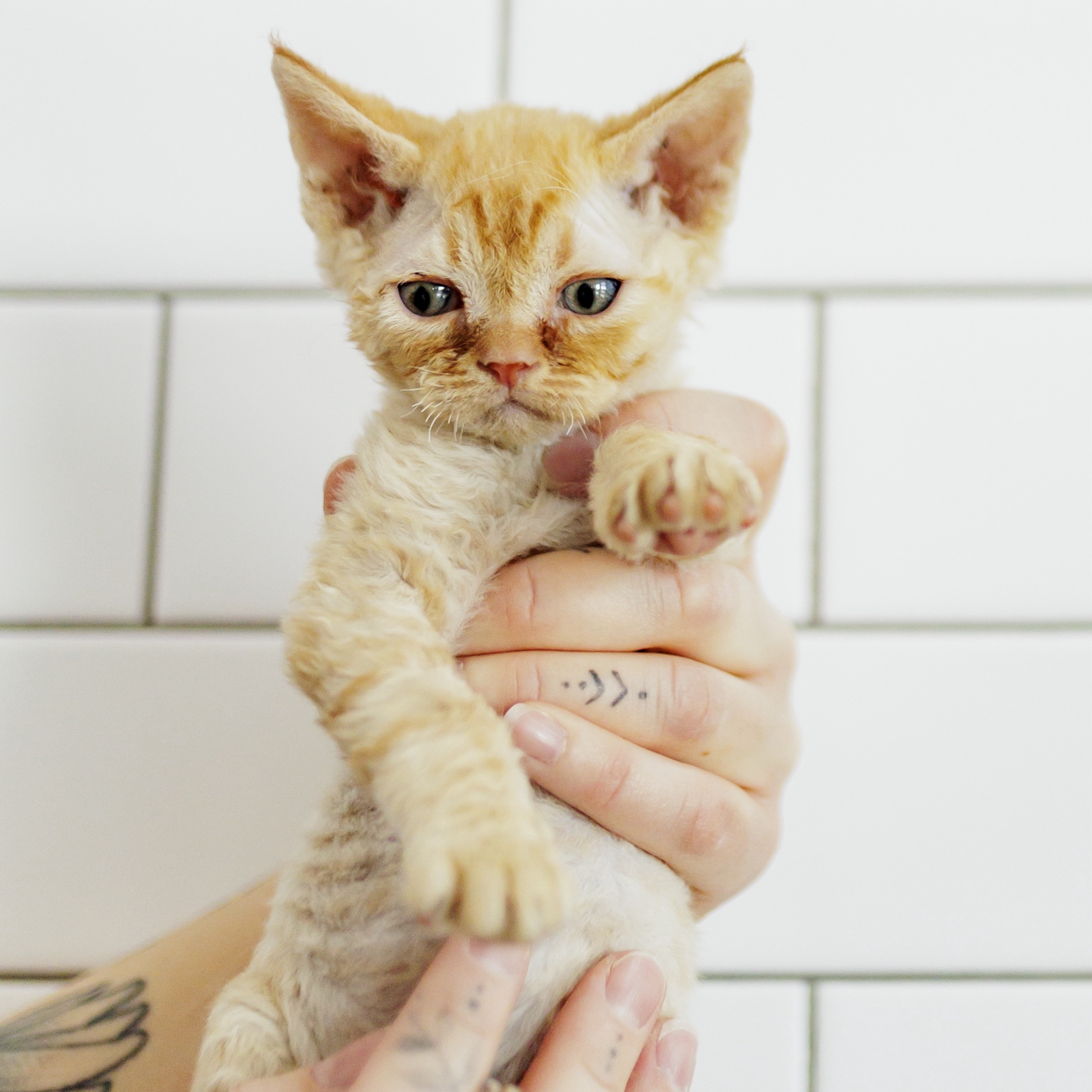 Rhett. Our Devon Stud as a kitten.