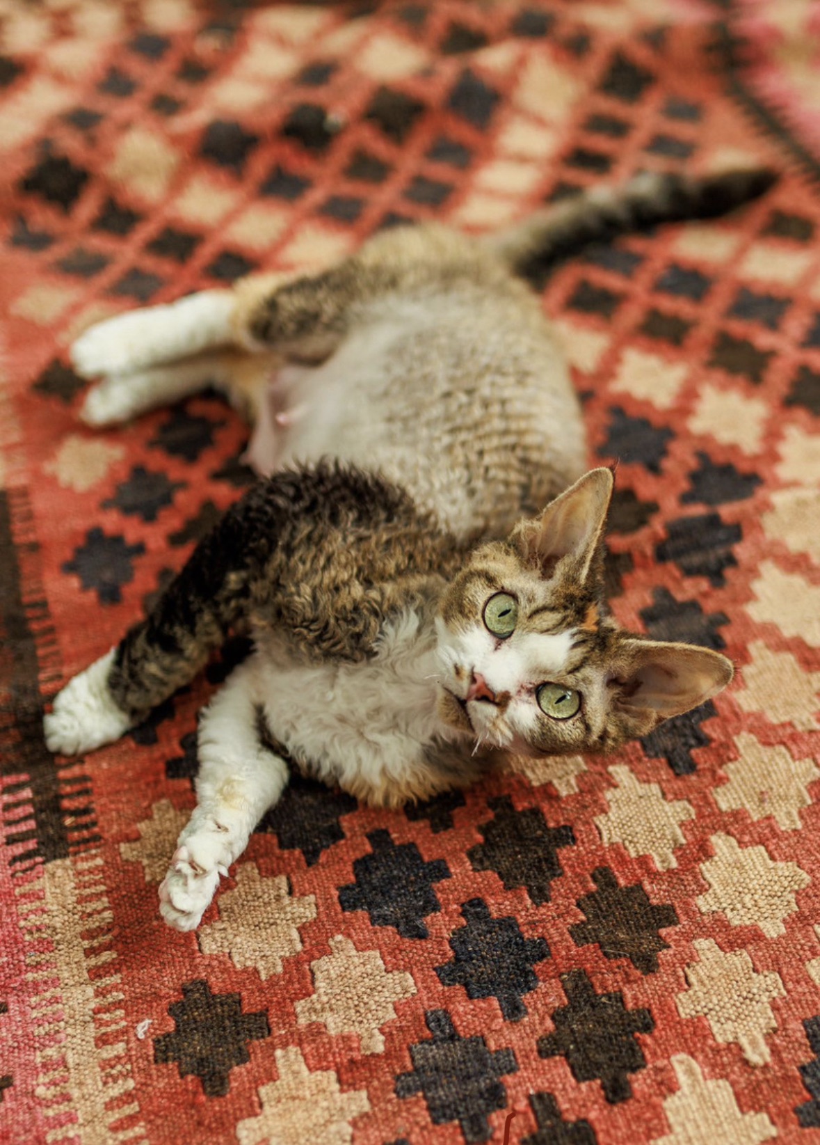 Rumi. One of our females.